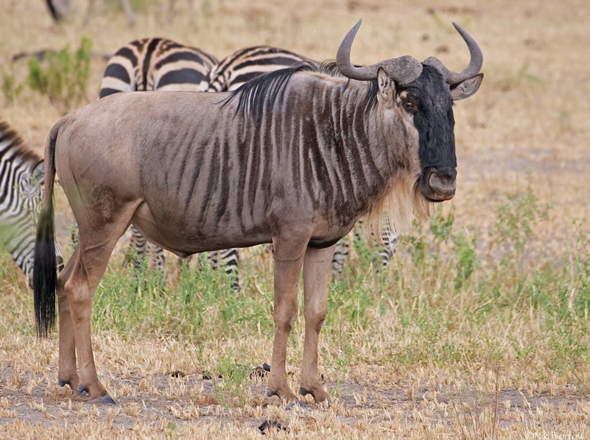 White-Bearded Wildebeest