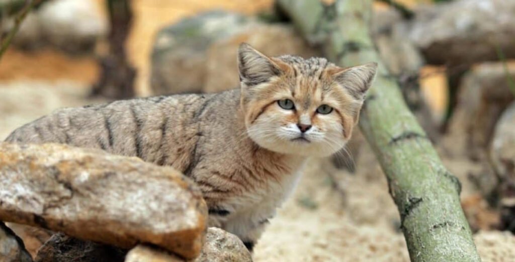 Wild Cats Africa Petshyme
