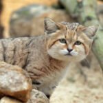 Wild Cats Africa Petshyme