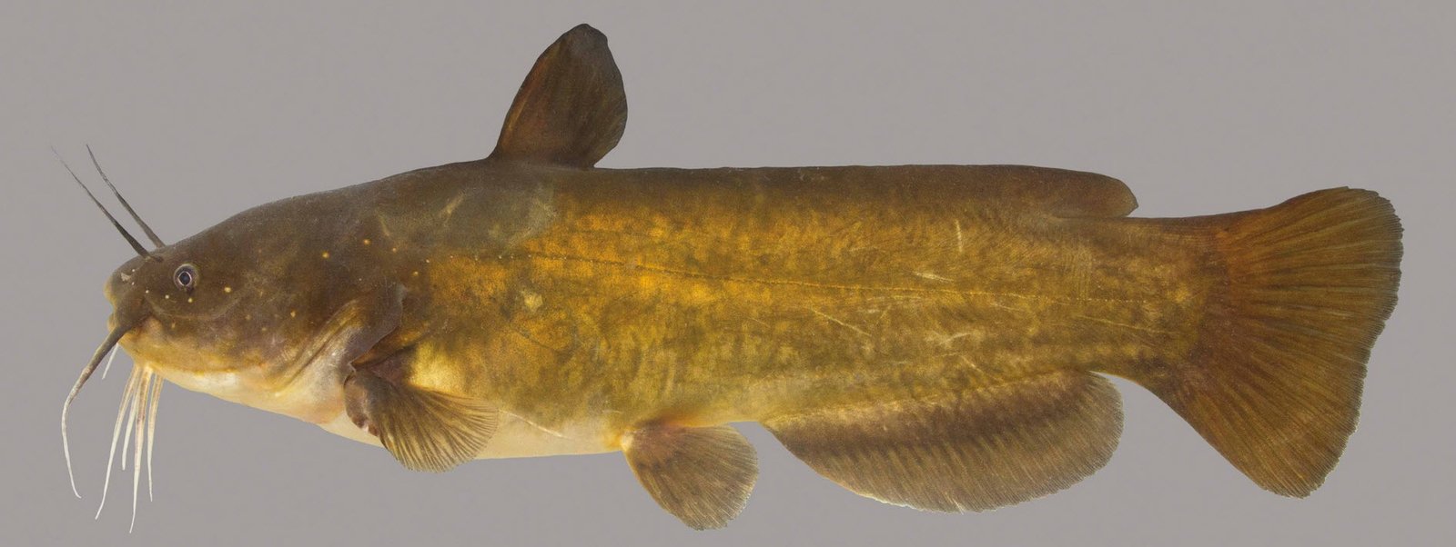 Yellow Bullhead catfish Petshyme