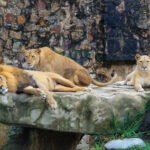 ZOO Animals Petshyme