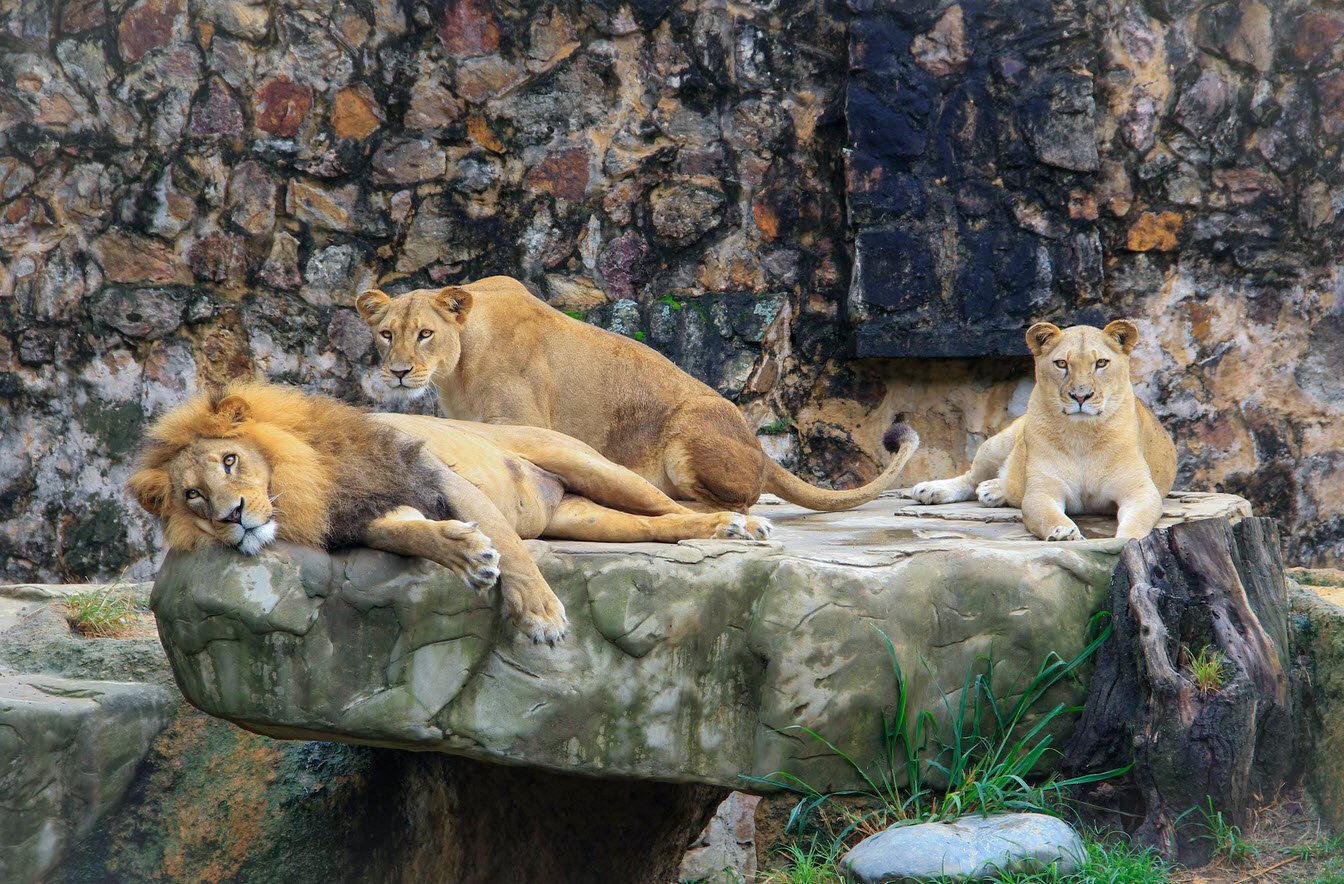 ZOO Animals Petshyme
