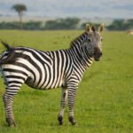 Zebra Subspecies Petshyme