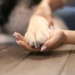 coconut oil dogs benefits dosage petshyme