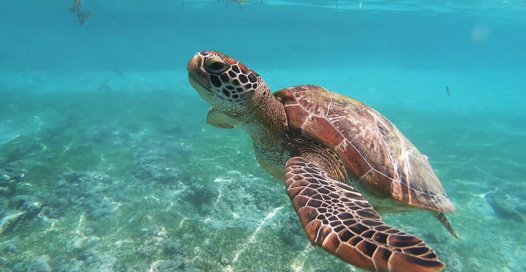 sea Turtle Petshyme