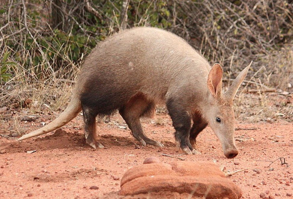 Aardvark