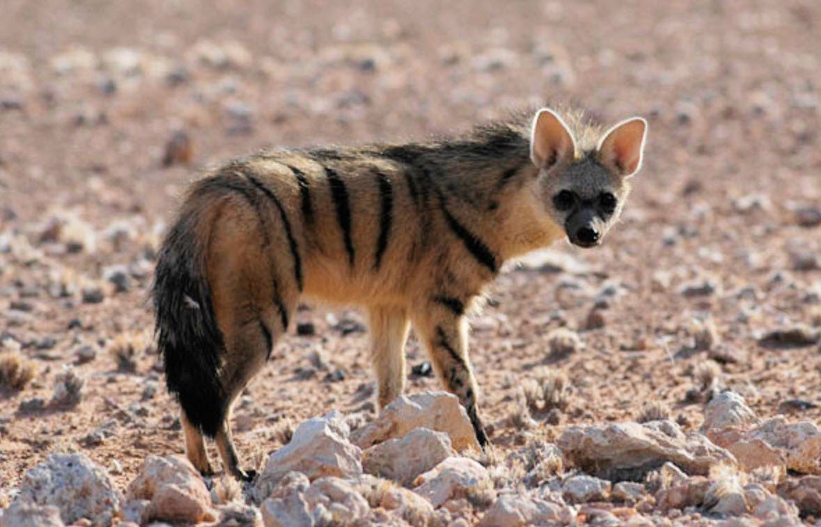 Aardwolf