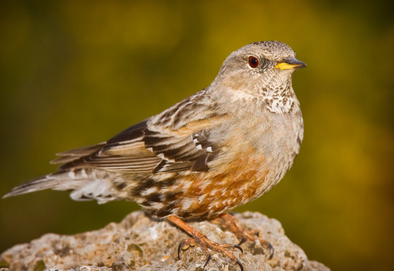 Accentor 