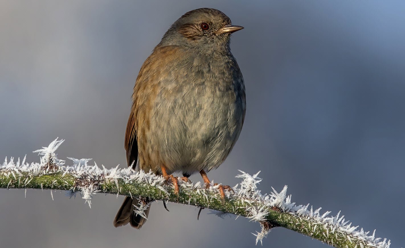 Accentor