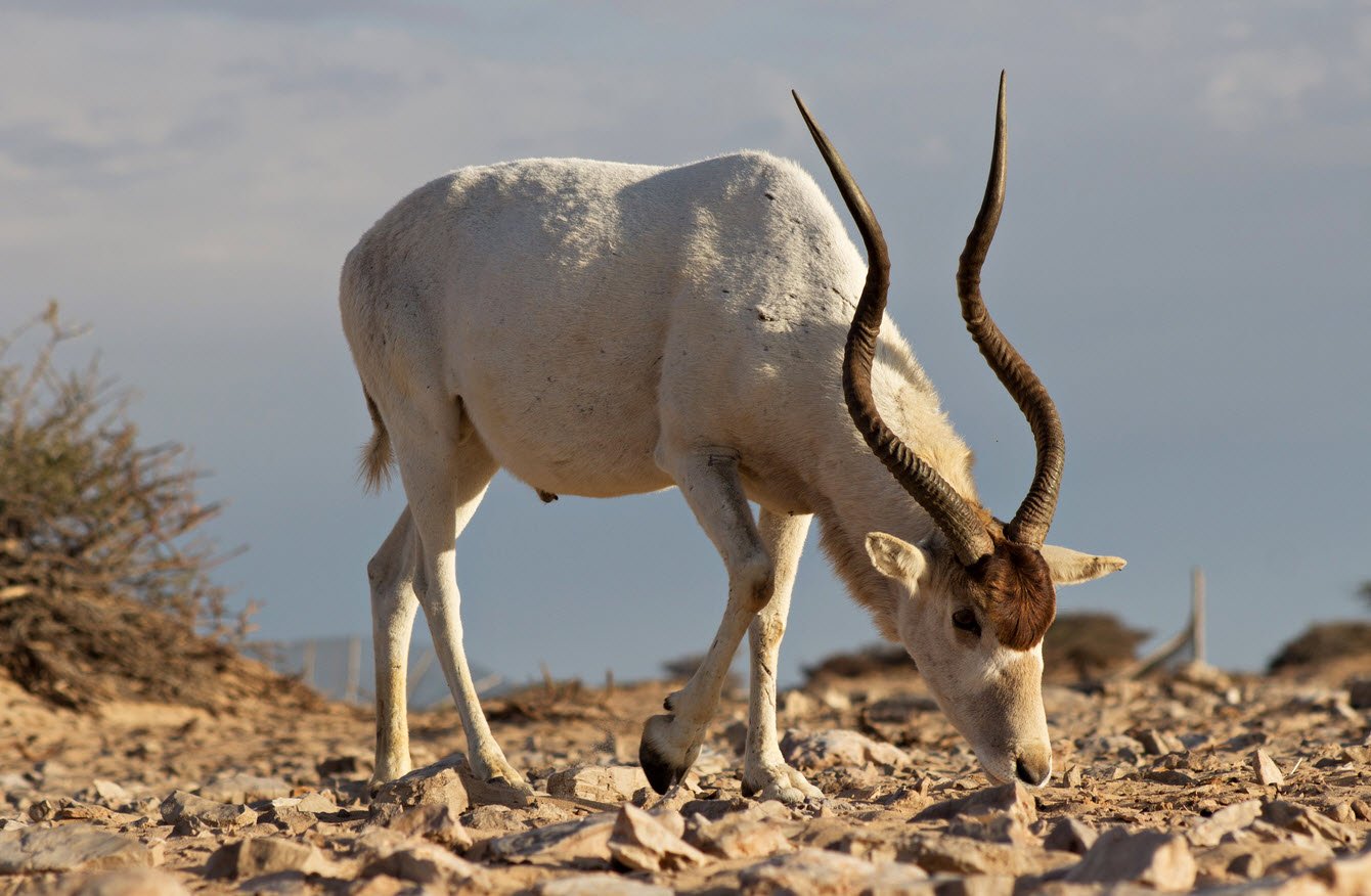 Addax