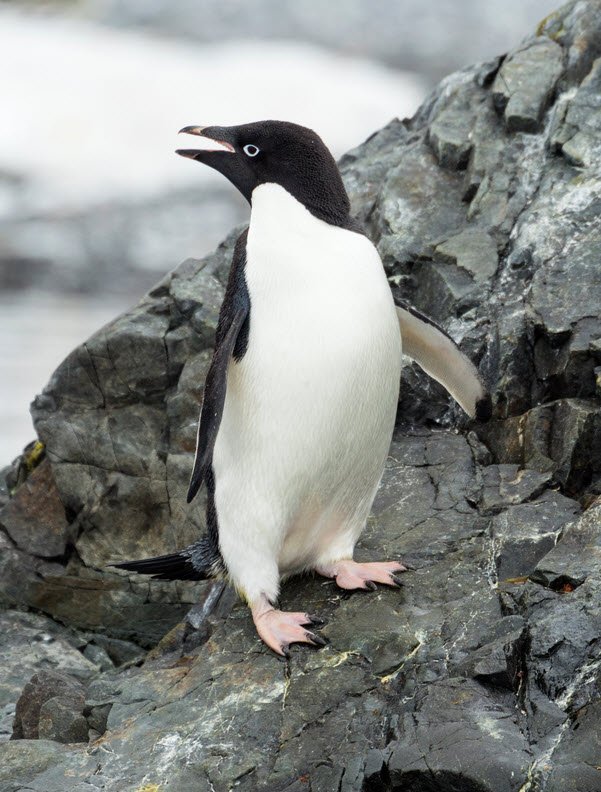 Adelie Penguin