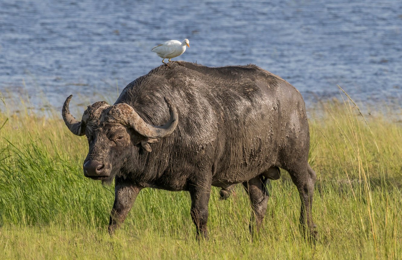 African Buffalo