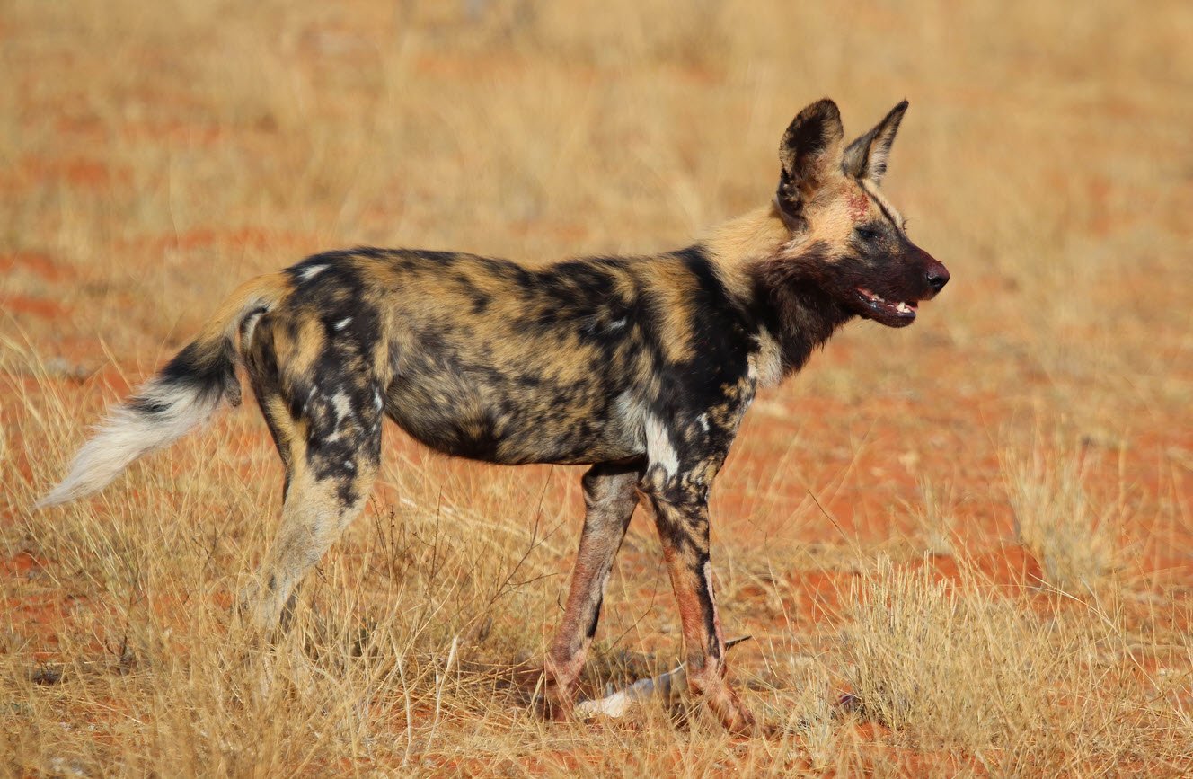 African Wild Dog