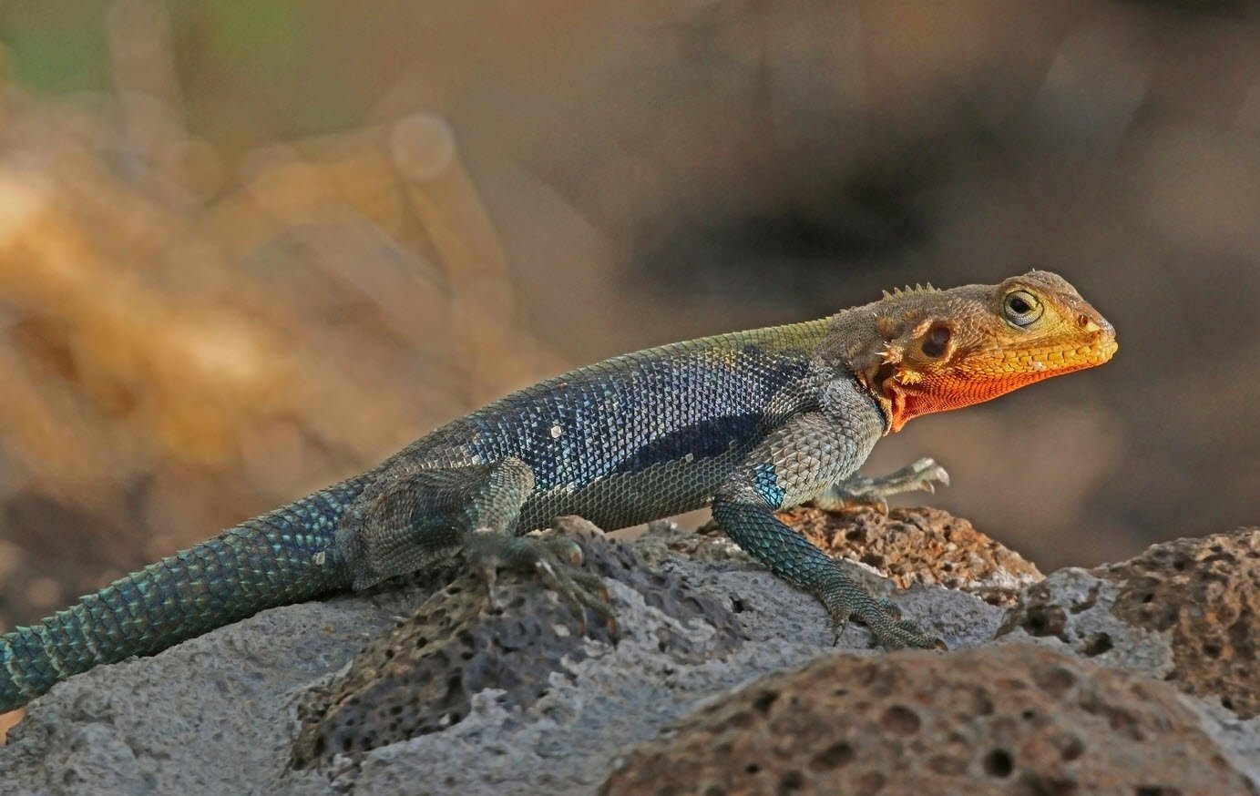 Agama Lizard Wildlife