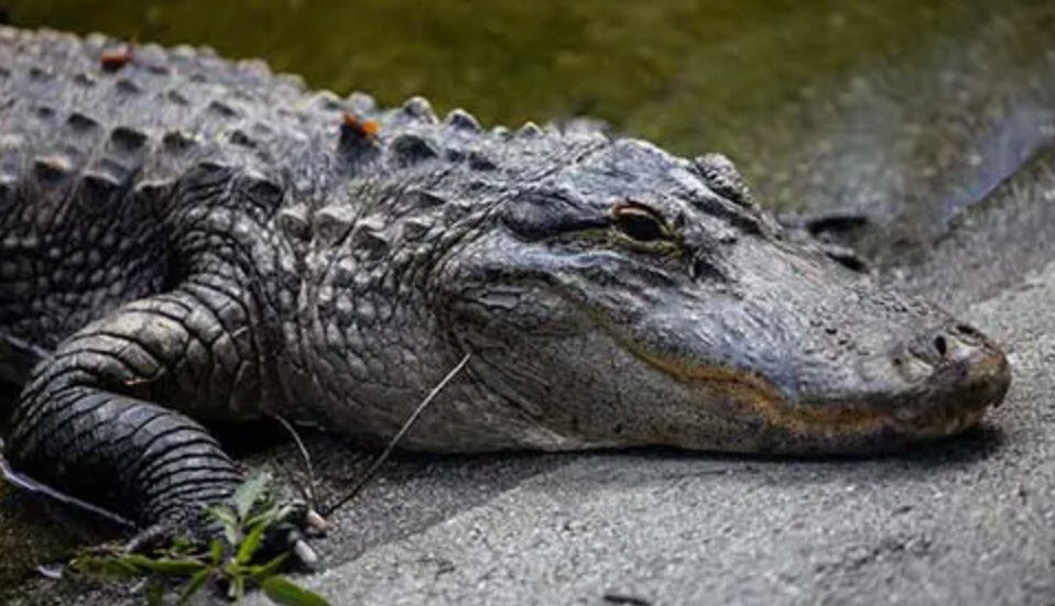 Alligator