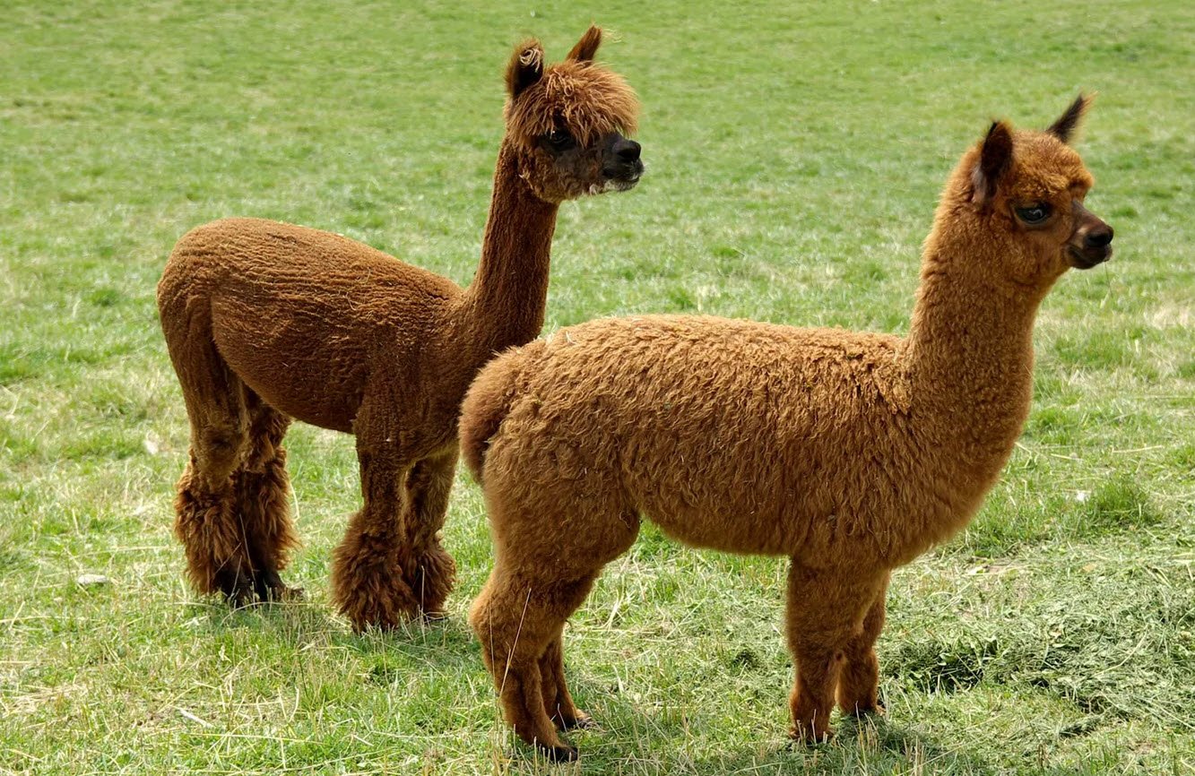 Alpaca