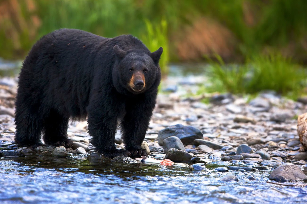 American Black Bear