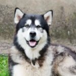 American Dog Breeds Petshyme