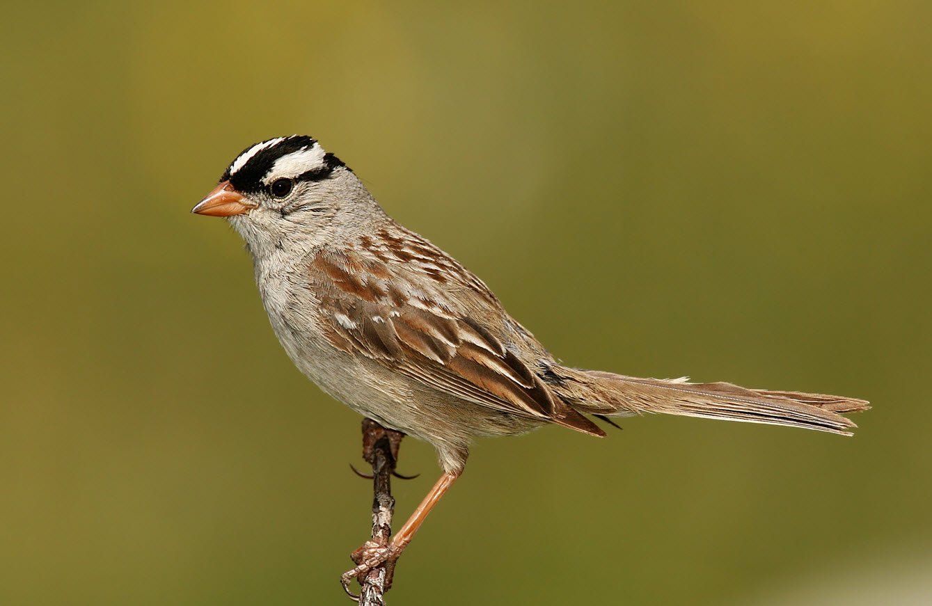 American Sparrow