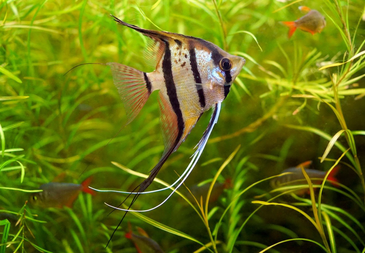 Angelfish