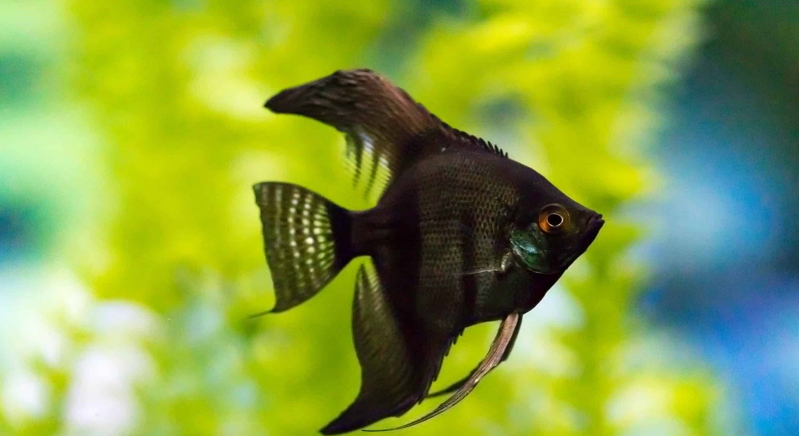 Angelfish