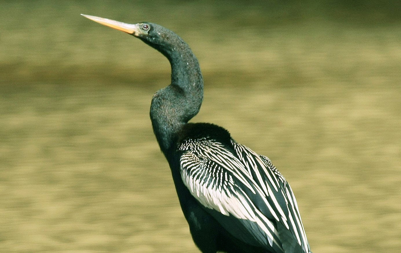 Anhinga