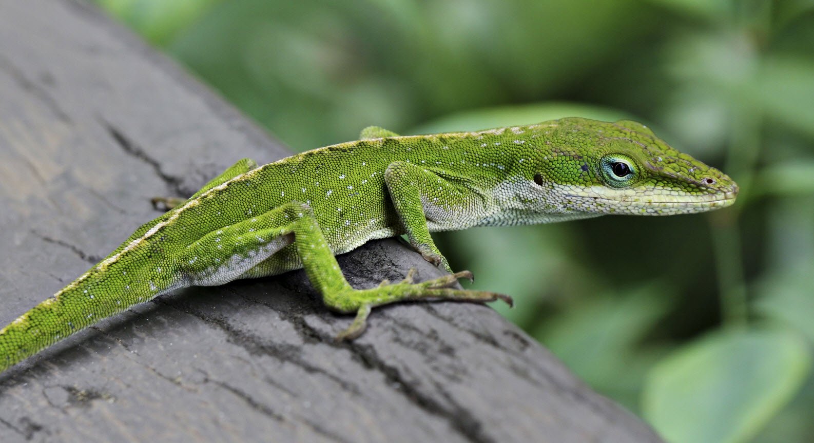 Anole