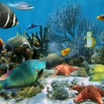 Aquatic Animals Petshyme