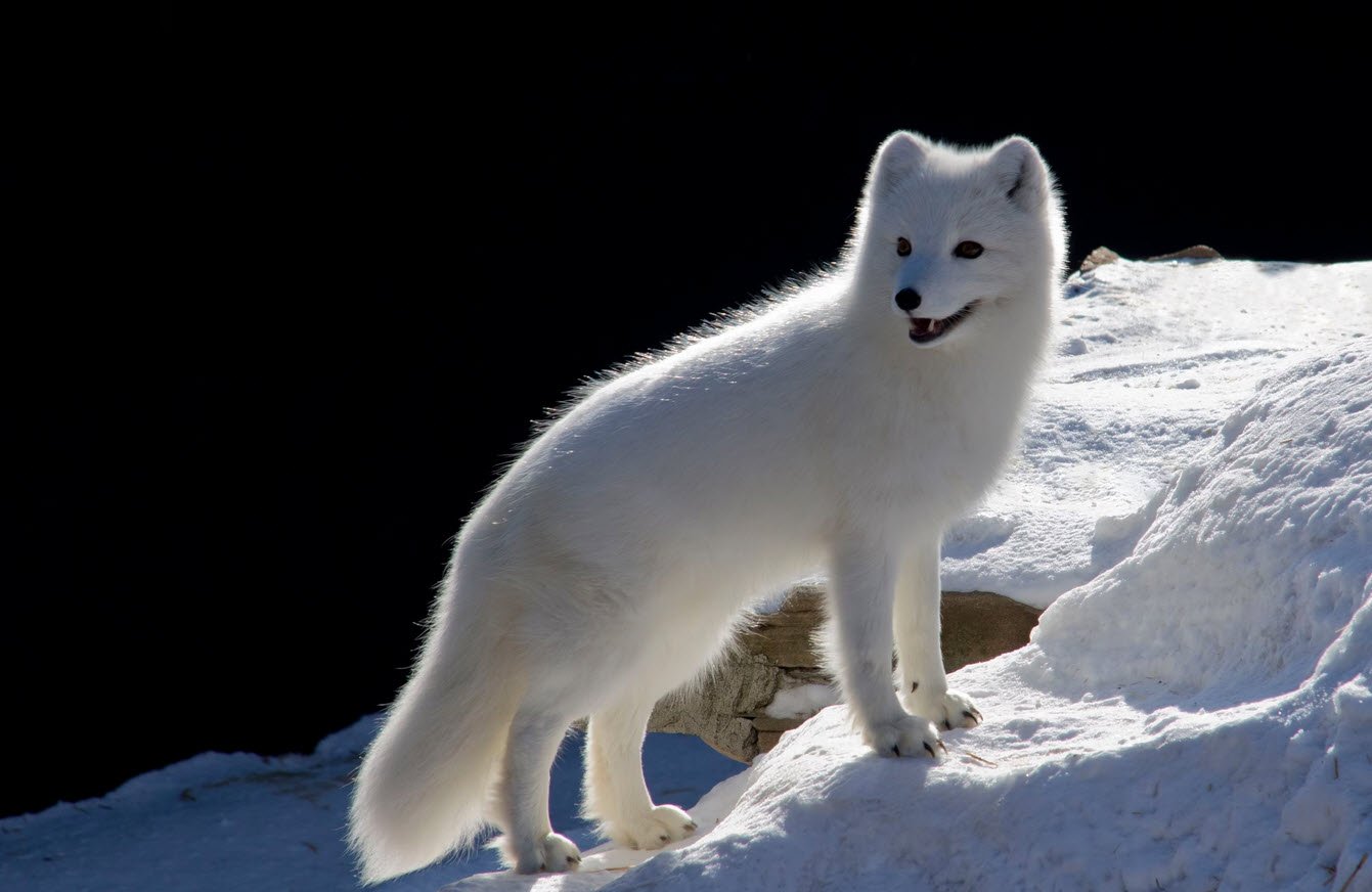 Arctic Fox