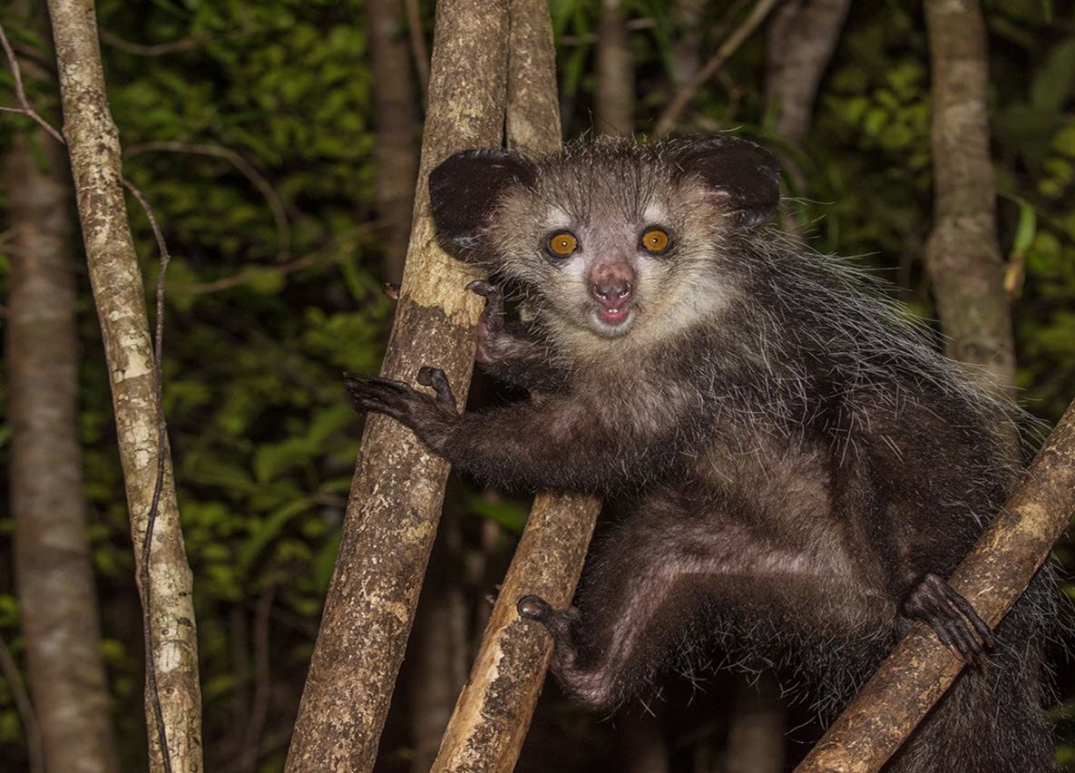 Aye-Aye Madagascar