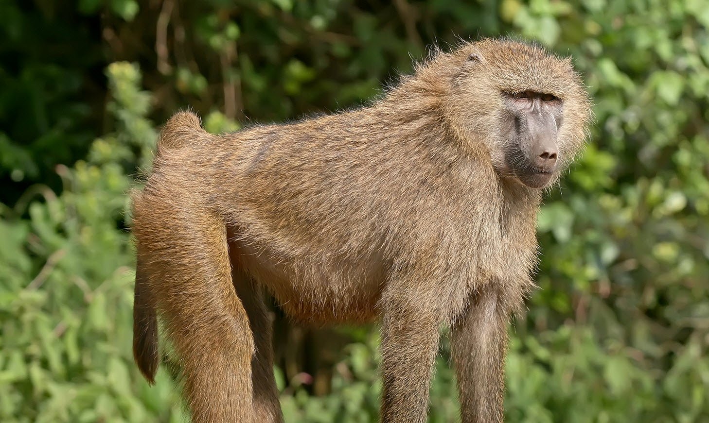 Baboon Wildlife