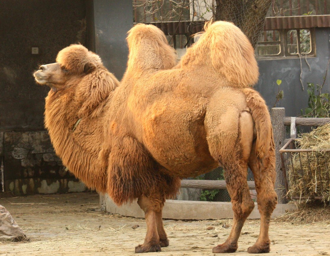 Bactrian Camel