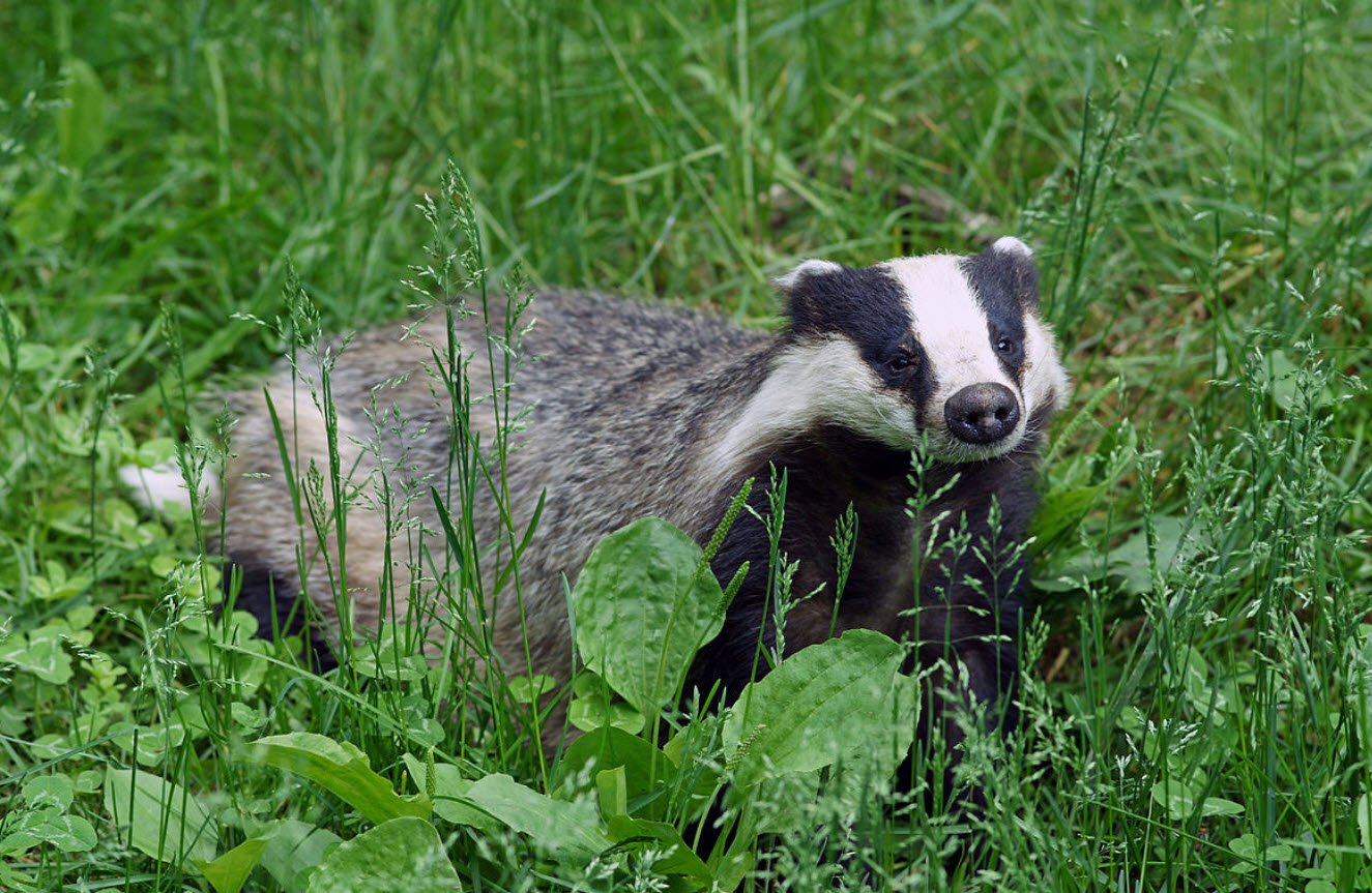 Badger