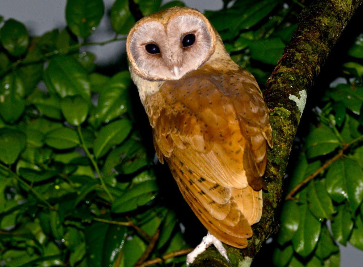 Barn Owl Madagascar