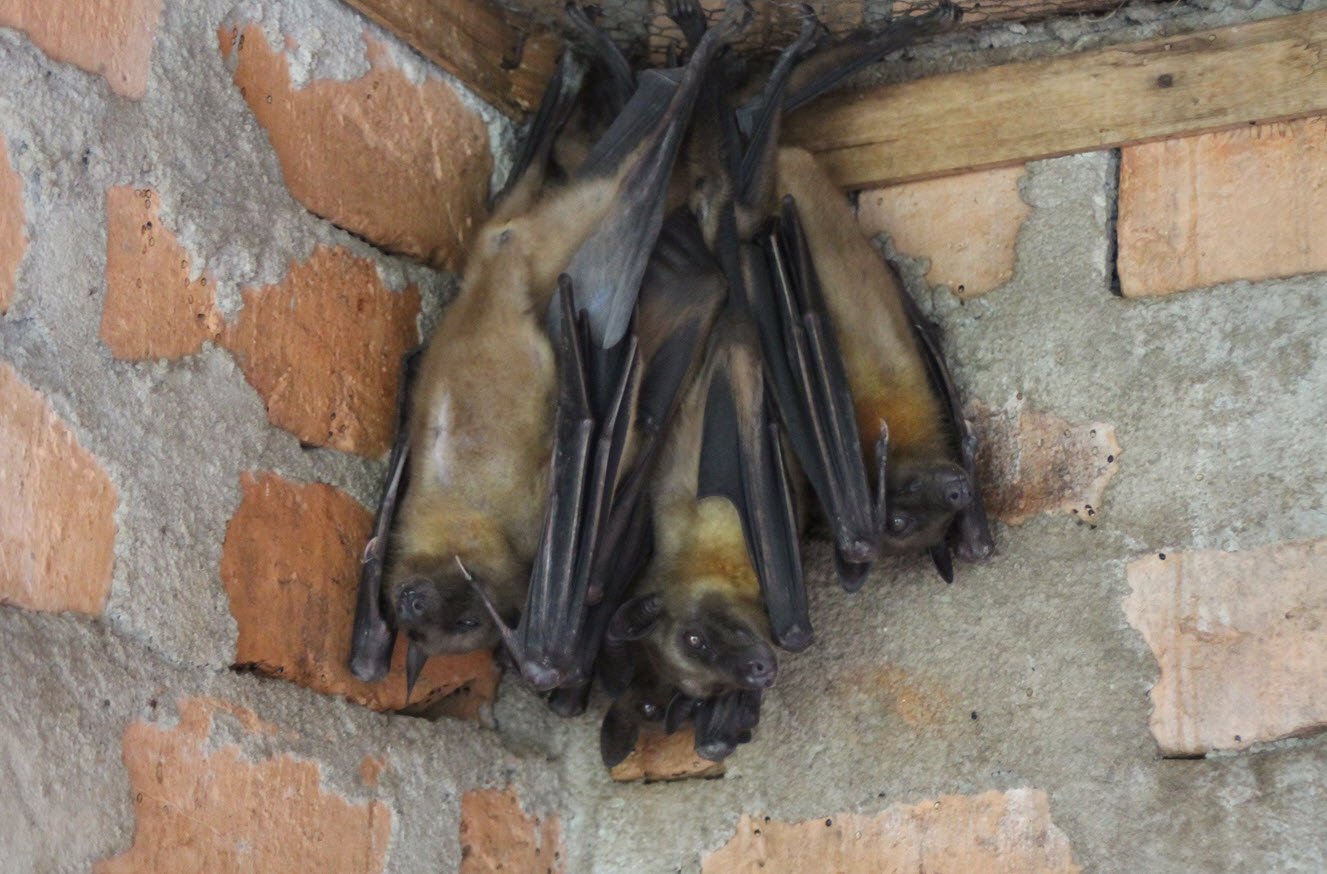 Bat Madagascar