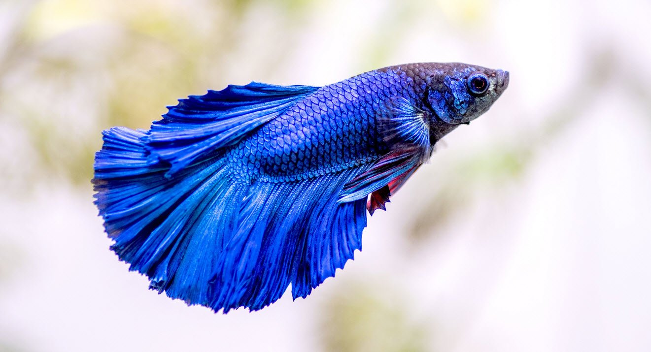 Betta Fish