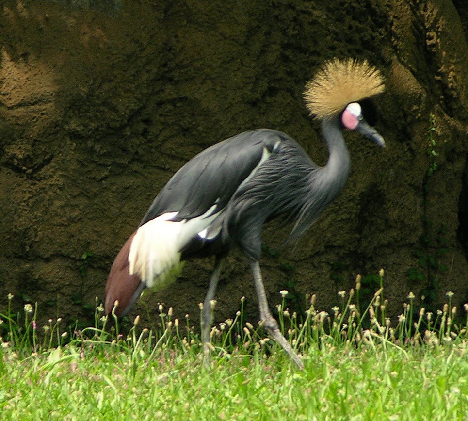 Black-Crowned Crane