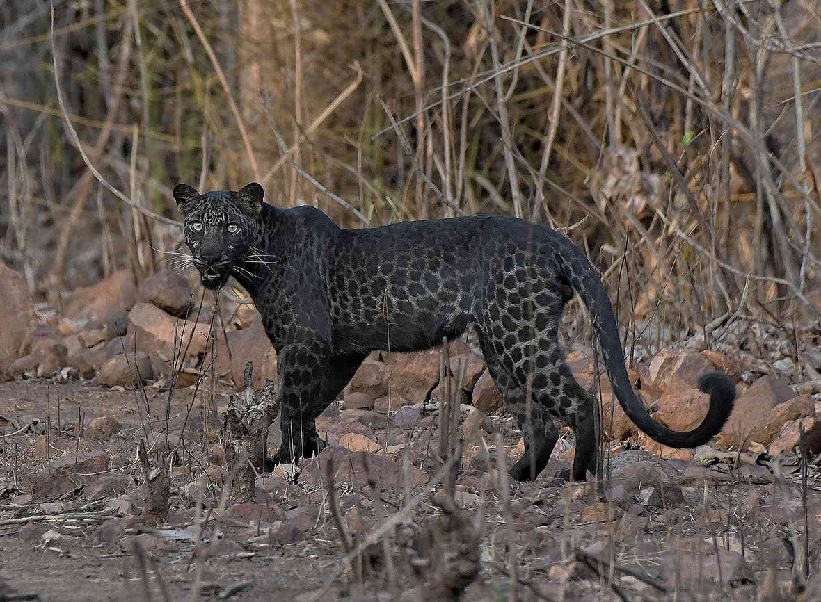 Black Leopard