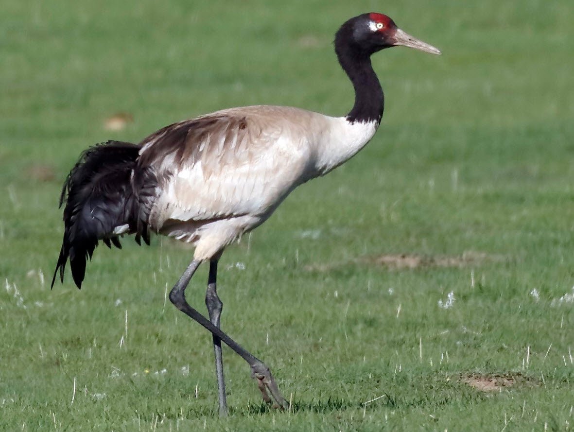 Black-Necked Crane