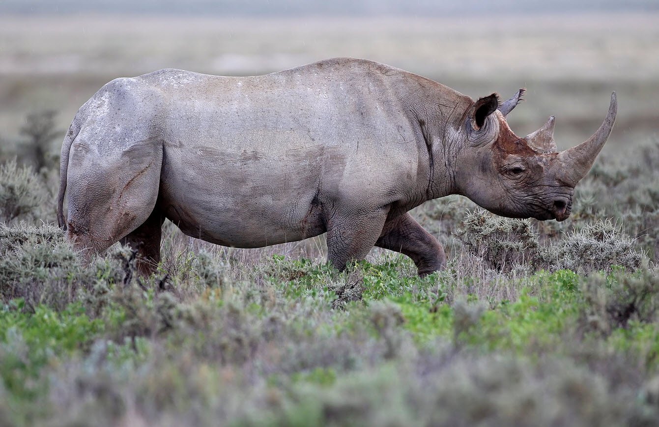 Black Rhino Wildlife