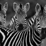 The Fascinating World of Black & White Animals