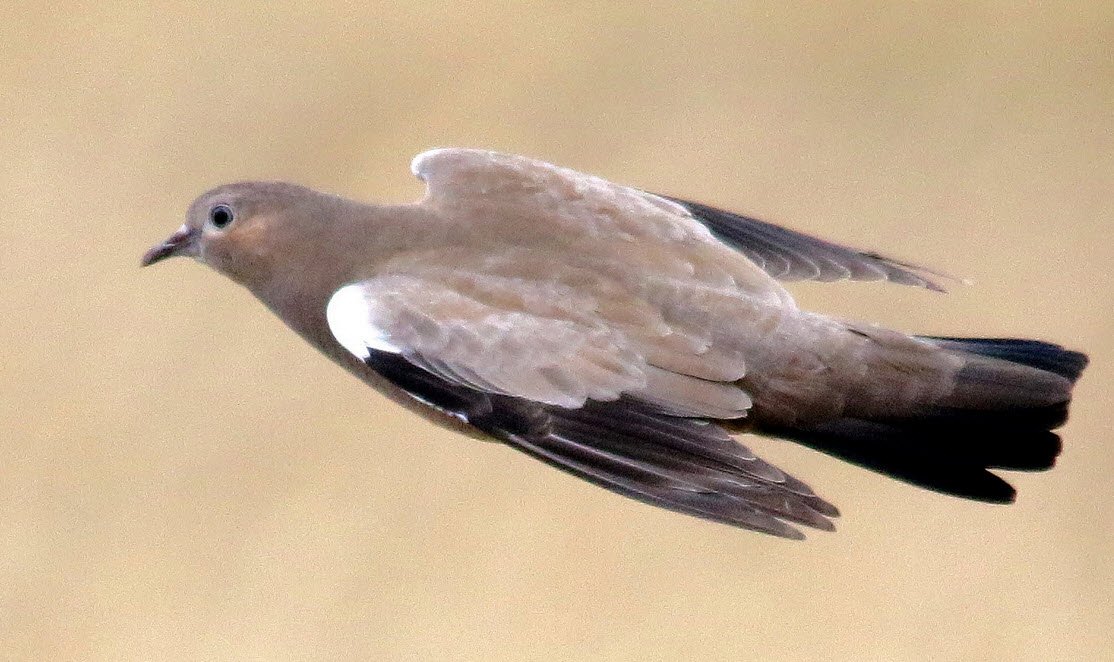 Black-Winged Ground Dove