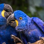 Blue Animals Petshyme