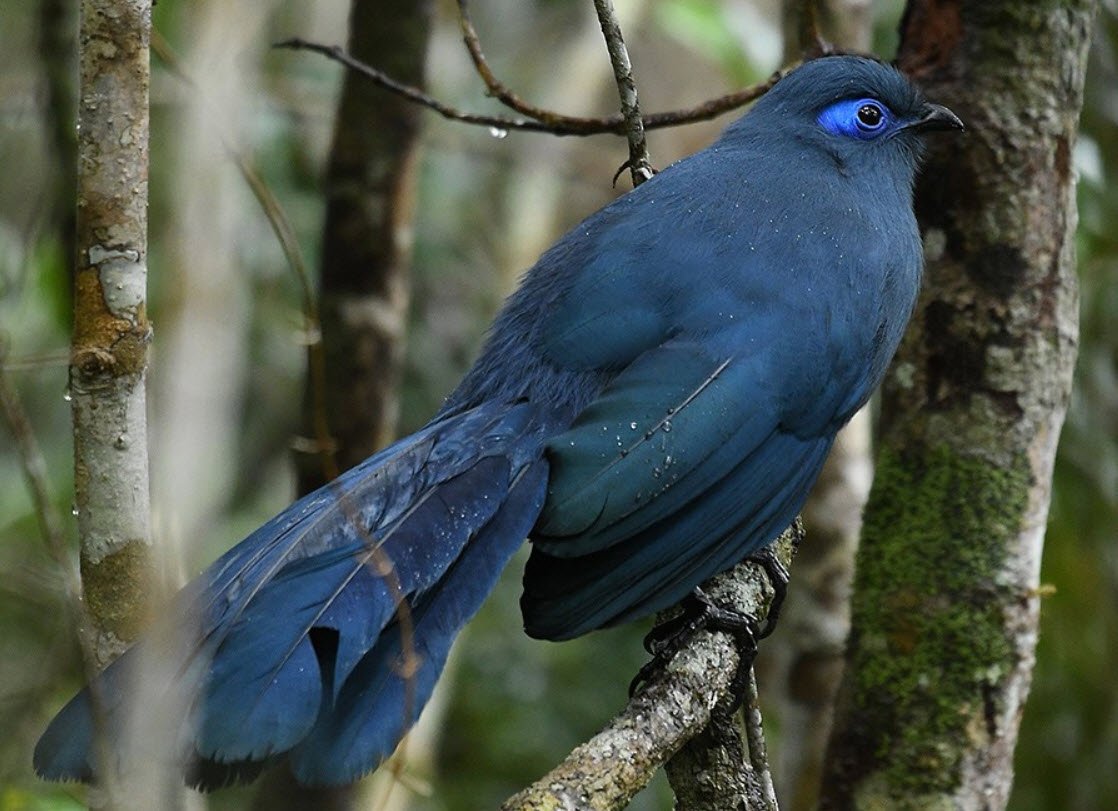 Blue Coua Madagascar