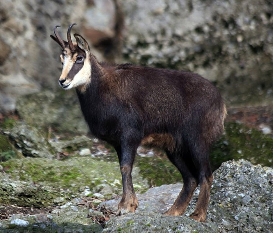 Chamois