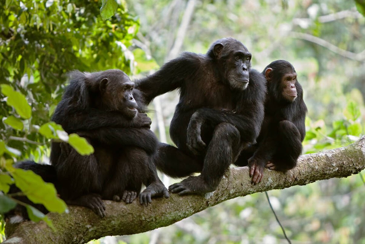 Chimpanzee Wildlife