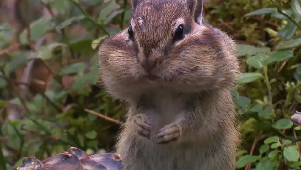 Chipmunk