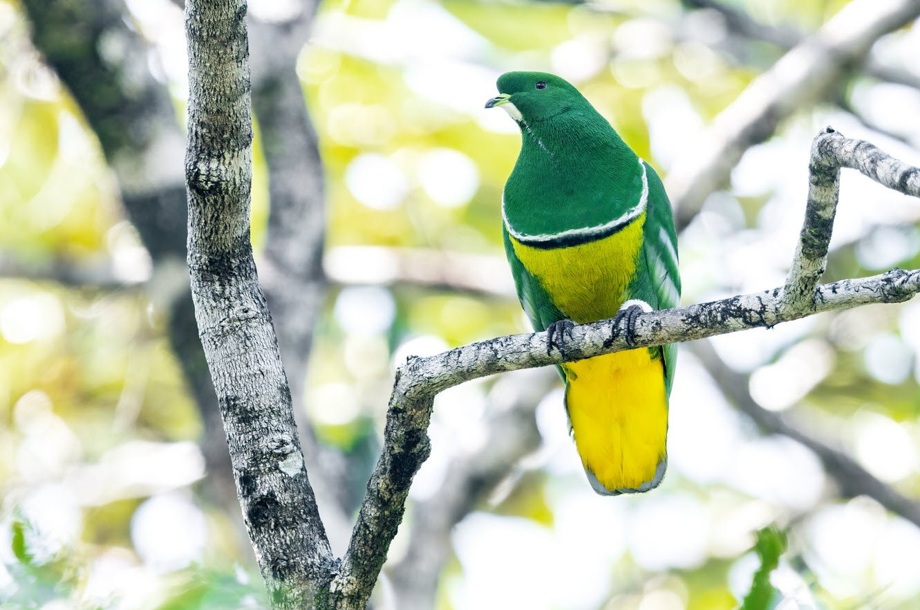 Cloven-Feathered Dove