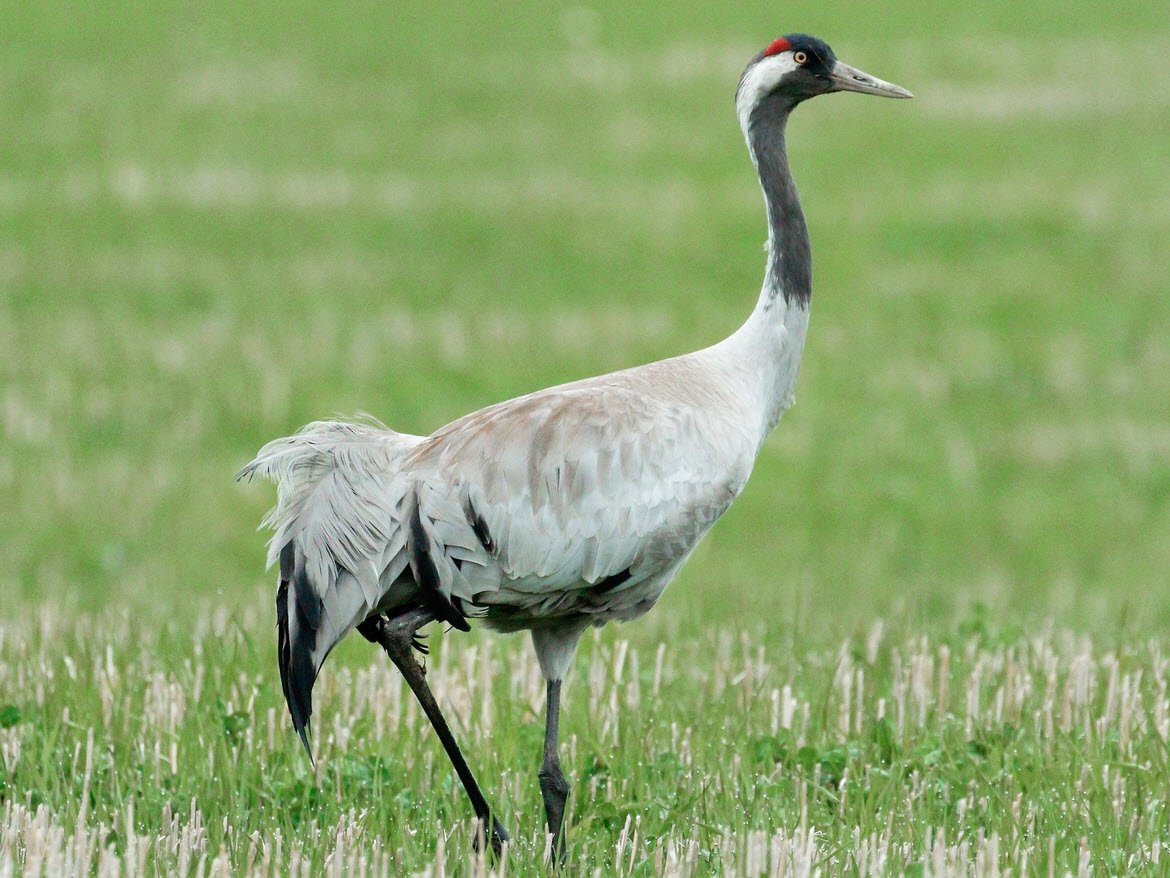 Common Crane