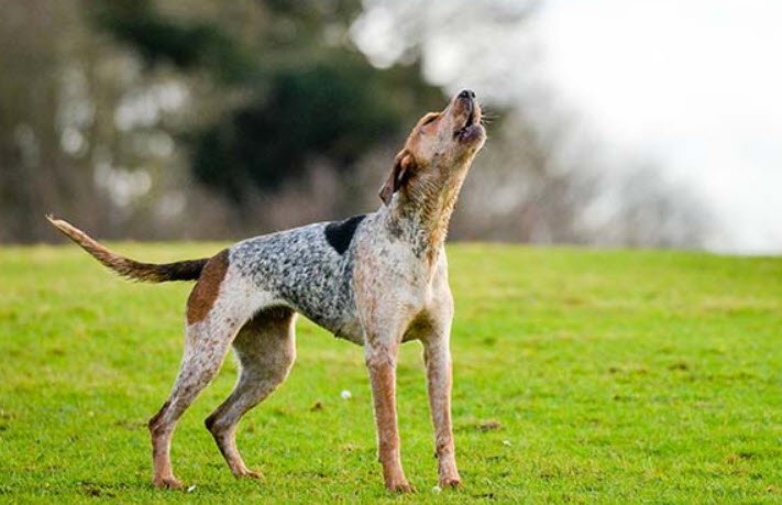 Coonhound American Dog